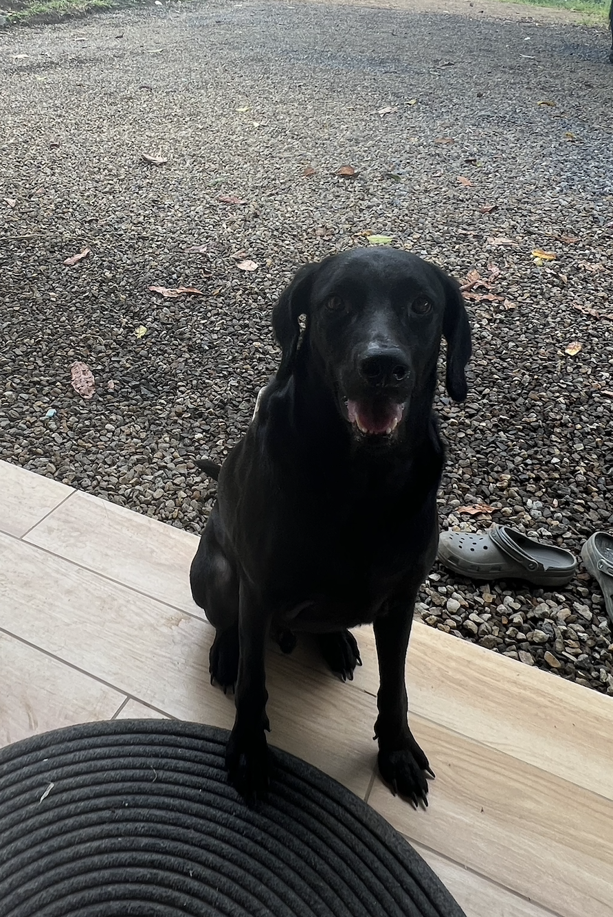 Pepsi, the resident farm dog