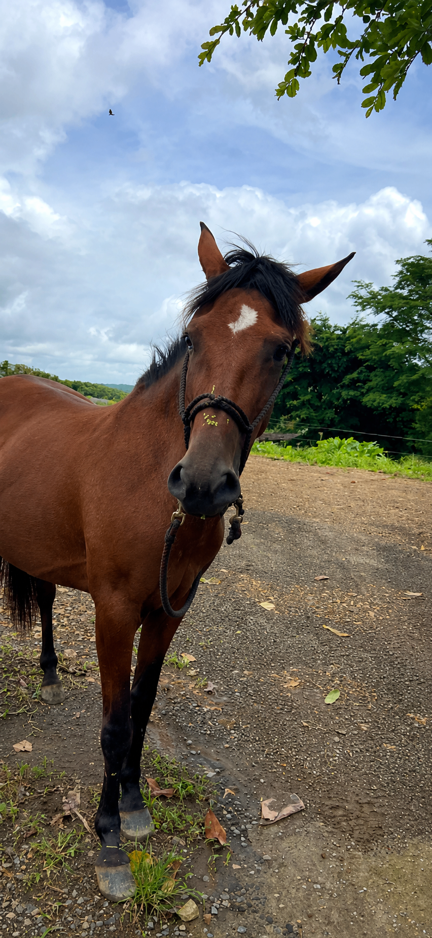 Pepper, one of the friendly horses at the ranch