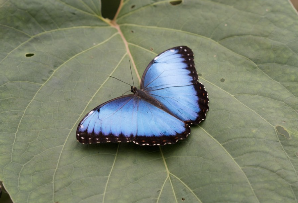 Brilliant blue morpho butterfly resting on a broad jungle leaf