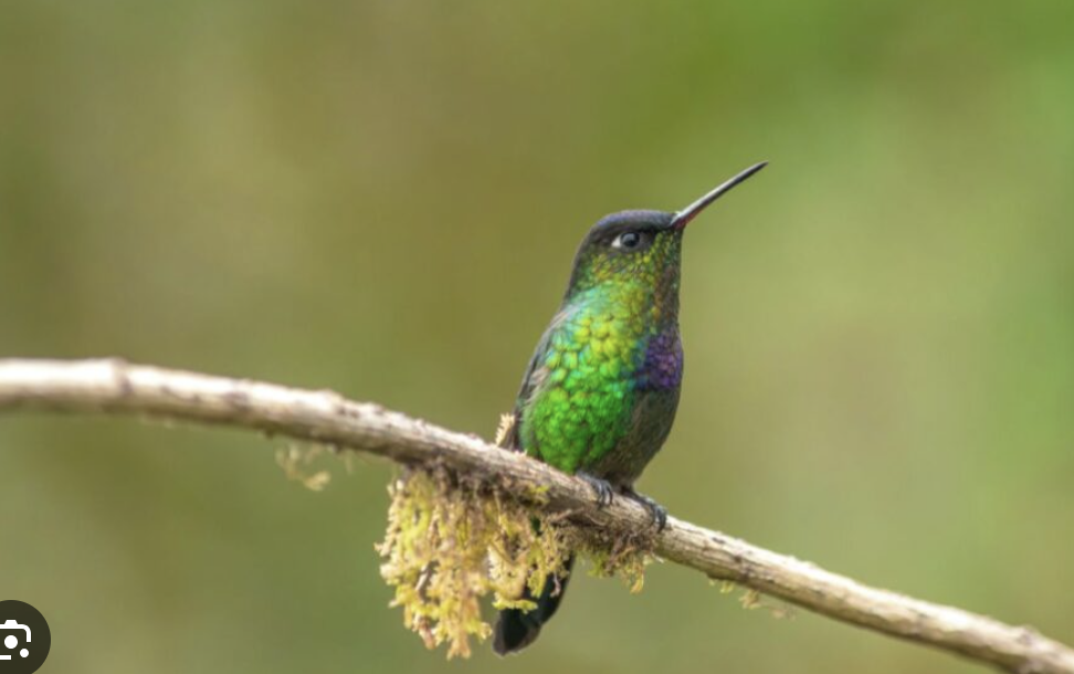 A vibrant green hummingbird perched on a mossy branch near the ranch
