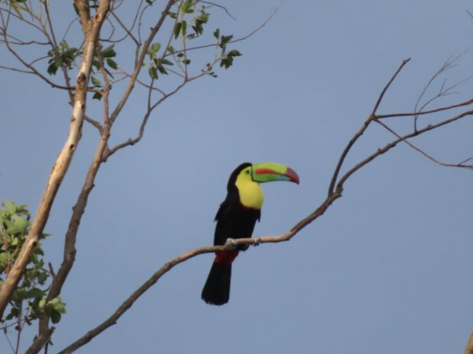 A keel-billed toucan perched on a tree branch near the ranch