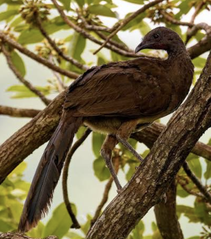 A chachalaca bird perched in the trees near the ranch