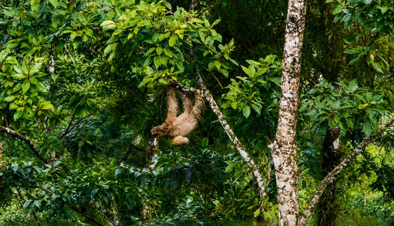 A sloth spotted in the trees near the ranch