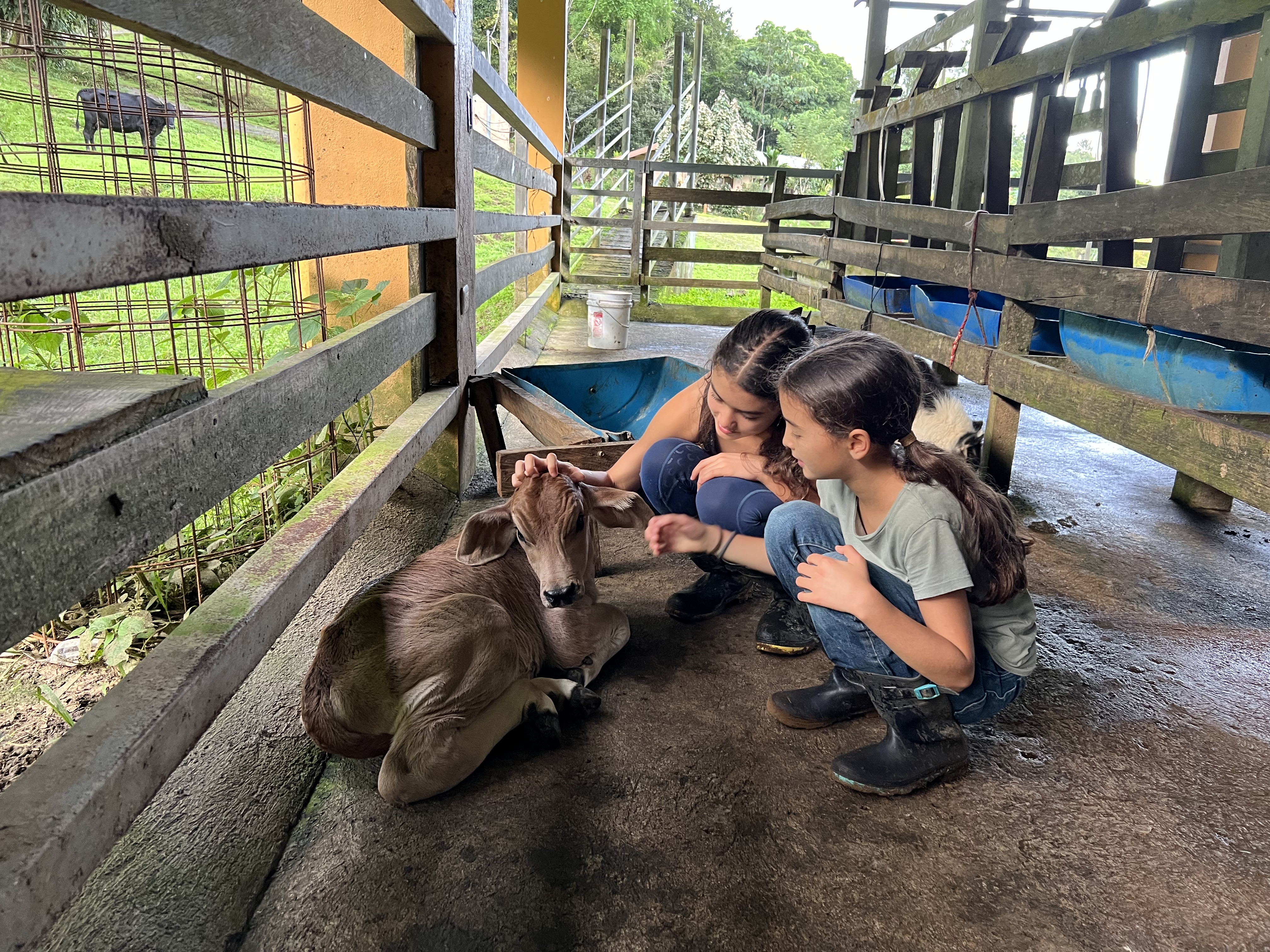 Two kids petting a calf on the farm
