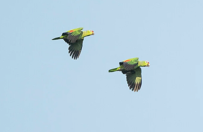 A pair of red-lored parrots flying over Venado Valley