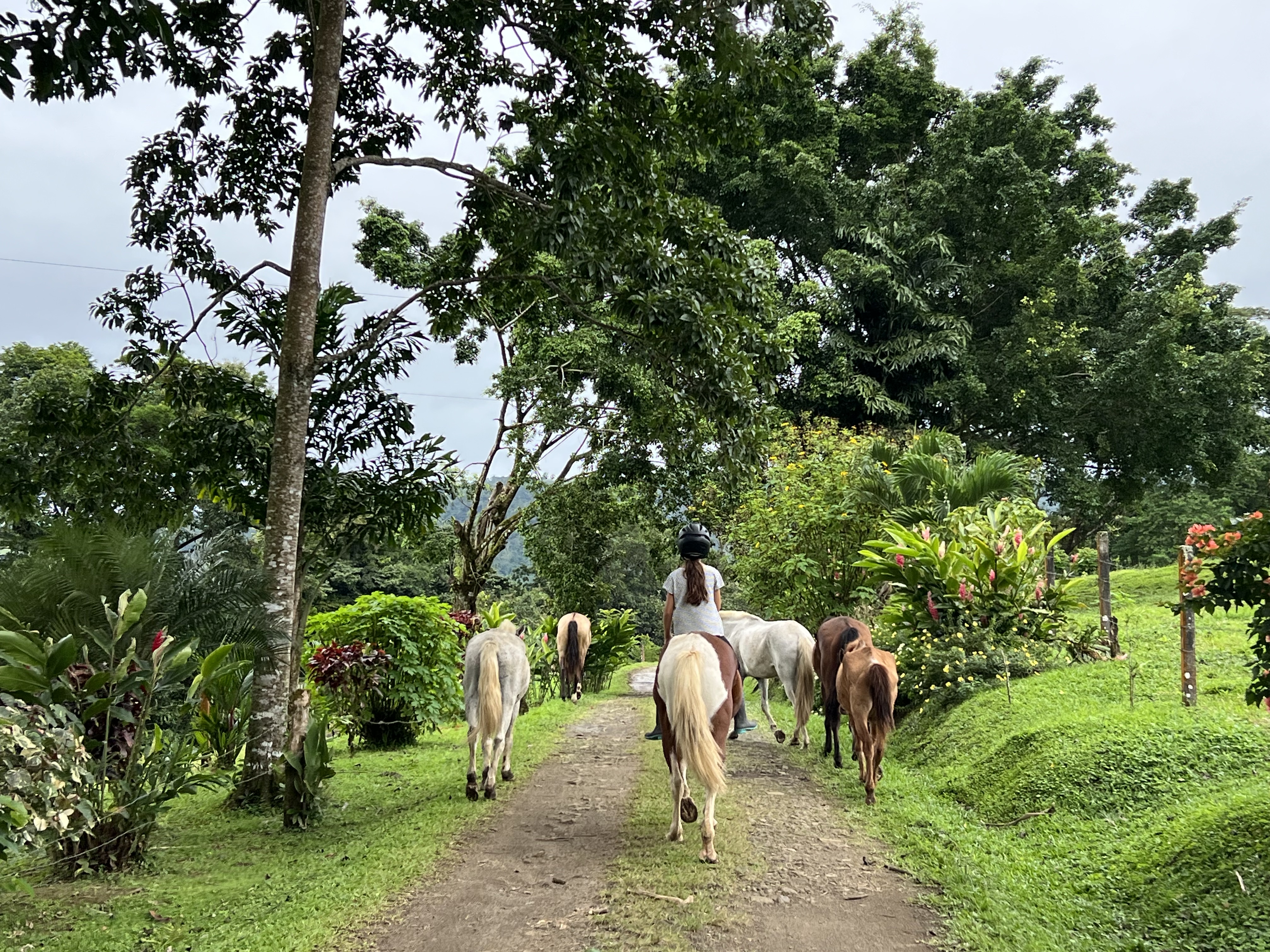 Walking the horses on the finca