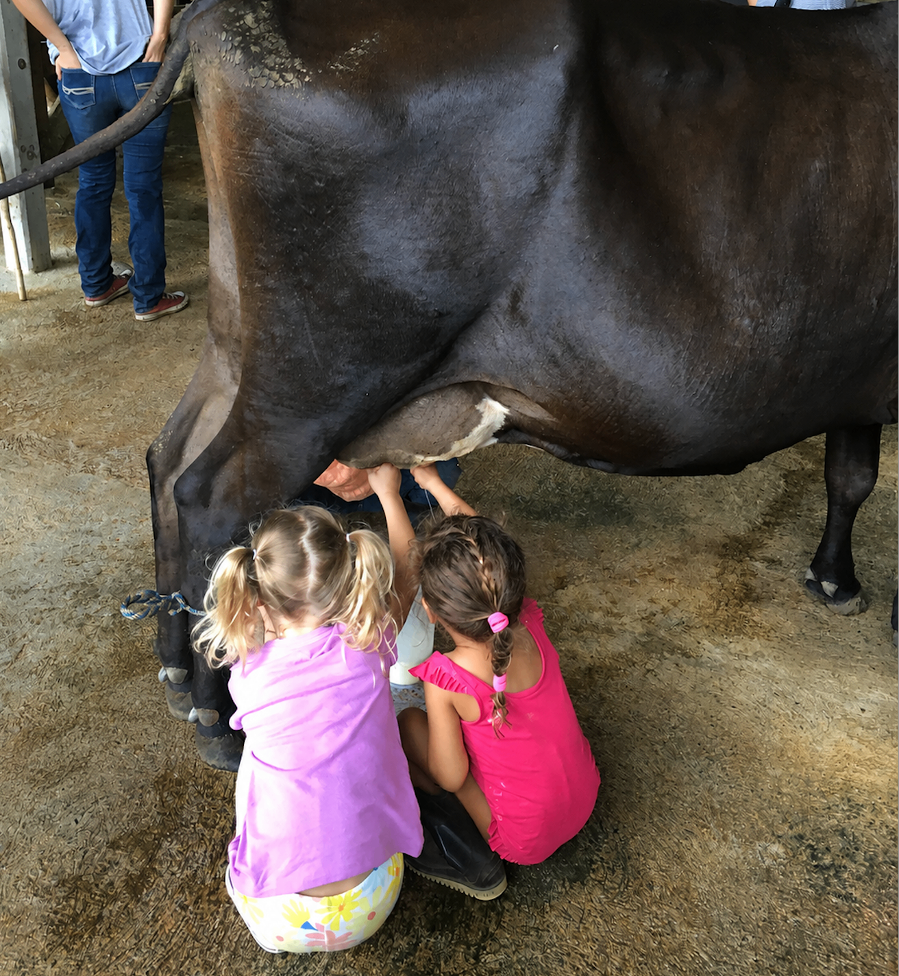 Two young girls learning to milk a cow in the barn